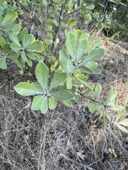 Pittosporum crassifolium