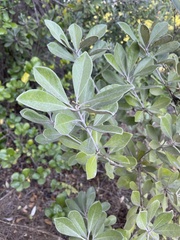 Pittosporum crassifolium