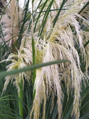 Cortaderia selloana
