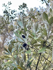Pittosporum crassifolium