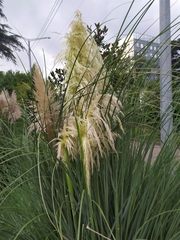 Cortaderia selloana