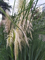 Cortaderia selloana