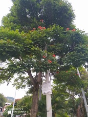 Spathodea campanulata