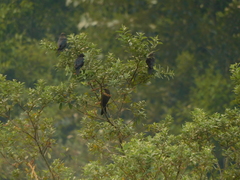 Euphagus