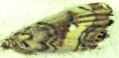 Glaucocharis chrysochyta