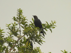 Euphagus