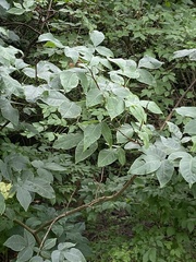 Ptelea trifoliata mollis