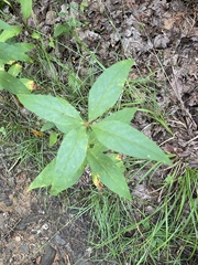 Lysimachia vulgaris