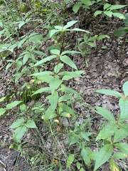 Lysimachia vulgaris