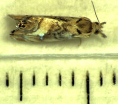 Glaucocharis chrysochyta