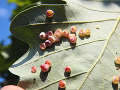 Phylloteras volutellae