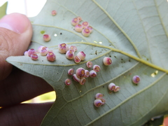Phylloteras volutellae