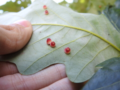 Phylloteras volutellae