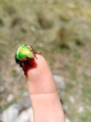 Chrysina citlaltepetlamayatli