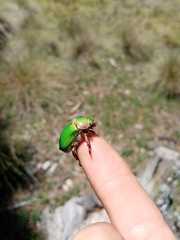 Chrysina citlaltepetlamayatli