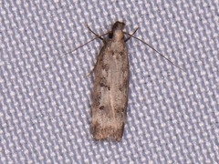 Dichomeris inversella