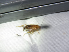 Latiblattella lucifrons