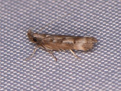 Dichomeris inversella