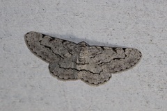 Stenoporpia pulmonaria