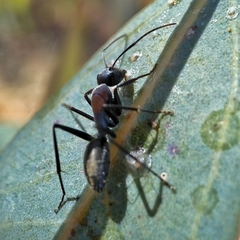 Camponotus ephippium