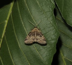 Dyspyralis illocata