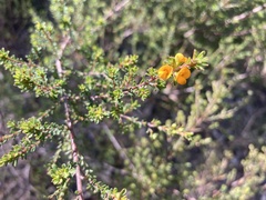 Pultenaea parviflora