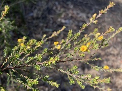 Pultenaea parviflora