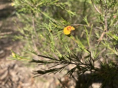 Dillwynia tenuifolia