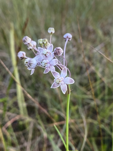 Carolina milkweed (Asclepias cinerea)