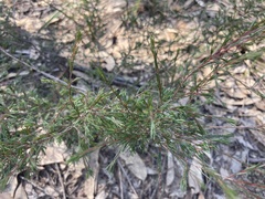 Dillwynia tenuifolia