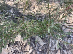 Dillwynia tenuifolia