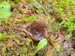 Dissingia crassitunicata
