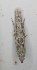 Batrachedra praeangusta