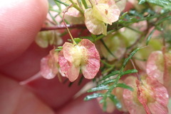 Dodonaea sinuolata