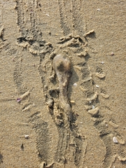Animalia
