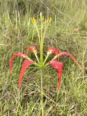 Lilium catesbaei image