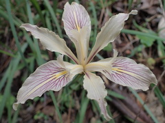 Iris fernaldii