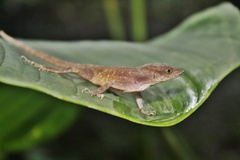 Anolis compressicauda