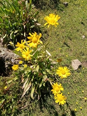 Hymenoxys integrifolia