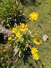 Hymenoxys integrifolia