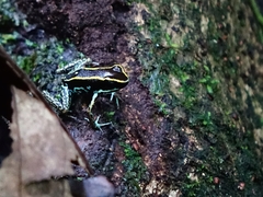Phyllobates lugubris