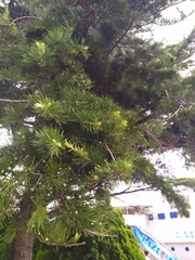 Cedrus deodara