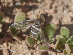 Exoprosopa brevirostris