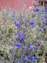 Salvia chamaedryoides