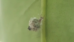 Chrysopidae