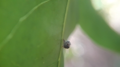 Chrysopidae
