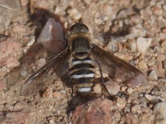 Exoprosopa brevirostris