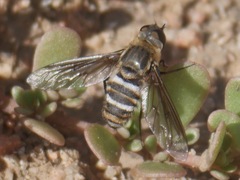 Exoprosopa brevirostris