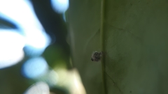 Chrysopidae