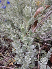 Salvia chamaedryoides